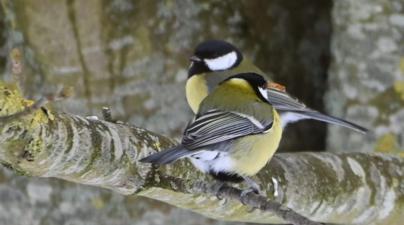 Winterfütterung an der Medem